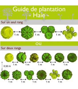 HAIE CHAMPETRE Kit de 25 mètres