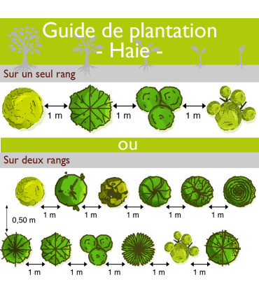 HAIE COULEURS D'AUTOMNE  Kit de 25 mètres