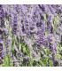 LAVANDULA angustifolia Hidcote / LAVANDE HIDCOTE