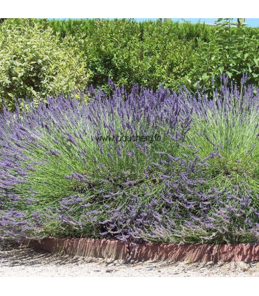 LAVANDULA angustifolia Hidcote / LAVANDE HIDCOTE