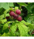 Framboisier Marastar