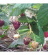 Framboisier Marastar