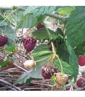 Framboisier Marastar