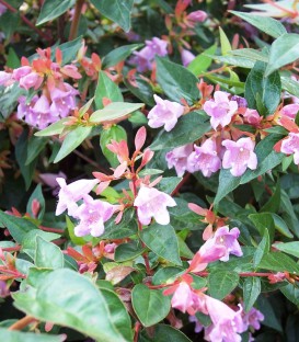 Abelia Edward Goucher