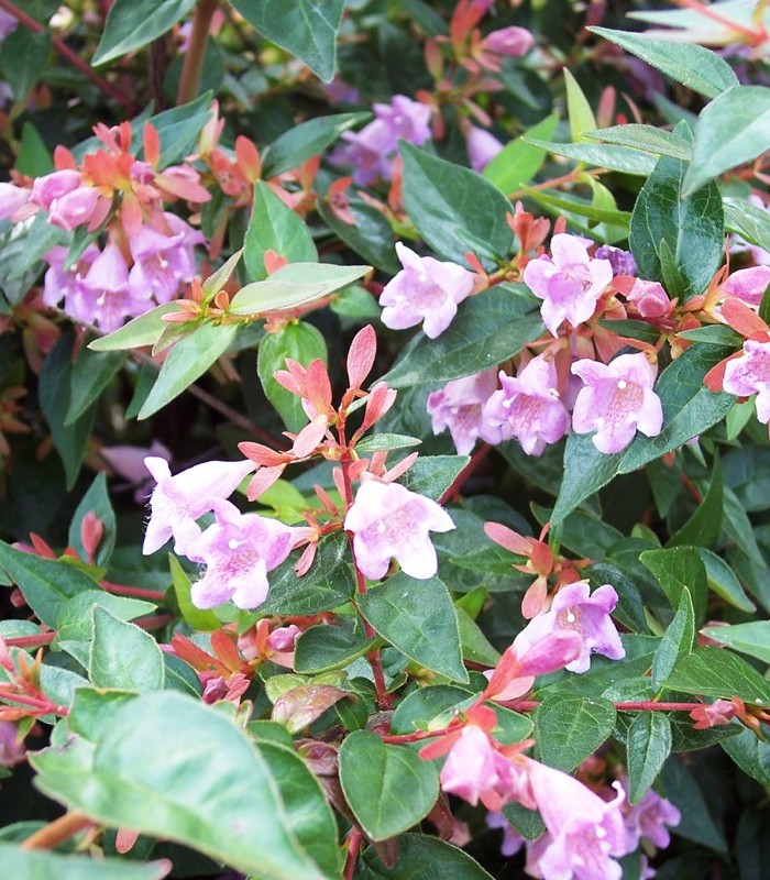 Abelia X Edward Goucher: Une Plante Magnifique Pour Votre Jardin