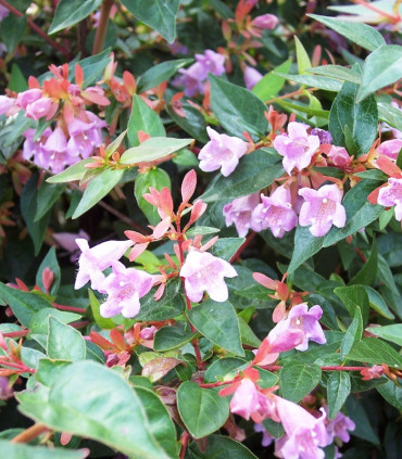 Abelia Edward Goucher