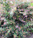 Abelia Edward Goucher