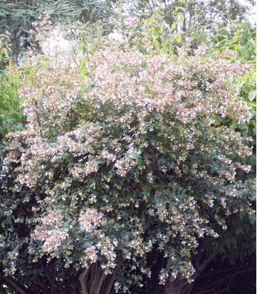 Abelia Grandiflora