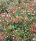 Abelia Grandiflora