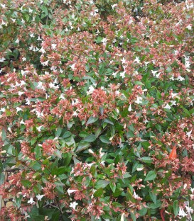 Abelia Grandiflora