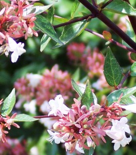 Abelia Grandiflora