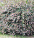 Abelia Grandiflora