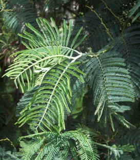 Acacia Dealbata / Mimosa Dealbata (D'Hiver)