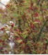 Acer Palmatum Butterfly / Erable Palmatum Butterfly