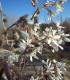 Amelanchier Lamarckii