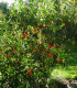Arbutus Unedo / Arbousier