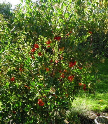 Arbutus Unedo / Arbousier