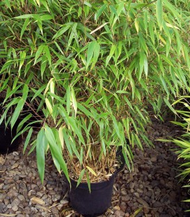 Bambou Murieliae Jumbo