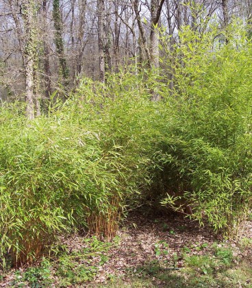 Bambou Phyllostachys Aurea / Bambou Phyllostachys Dore