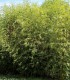 Bambou Phyllostachys Aurea / Bambou Phyllostachys Dore