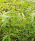 Bambou Phyllostachys Aurea / Bambou Phyllostachys Dore