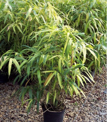 Bambou Pseudosasa Japonica