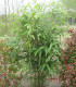 Bambou Pseudosasa Japonica