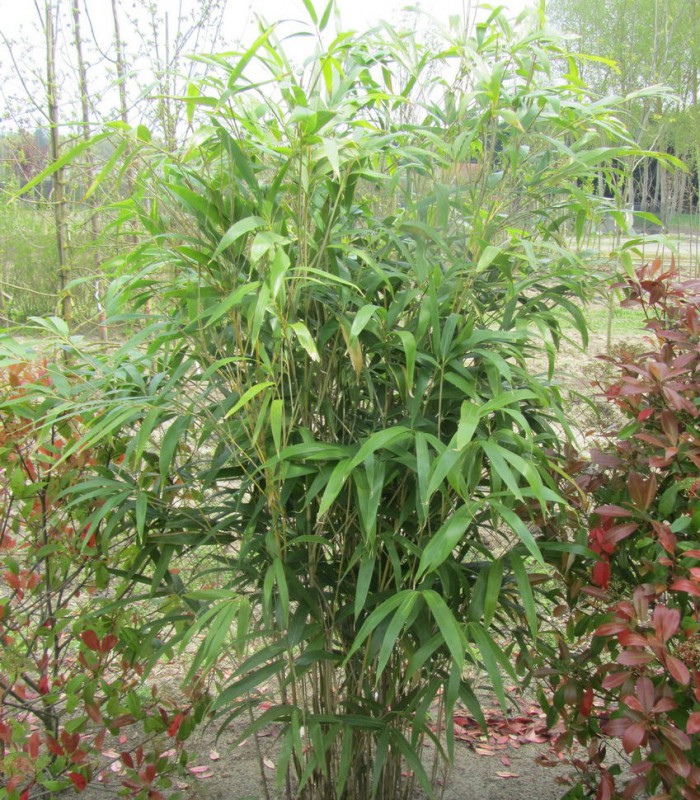 Le Bambou Japonais Pseudosasa japonica: Guide Complet - Bambou en
