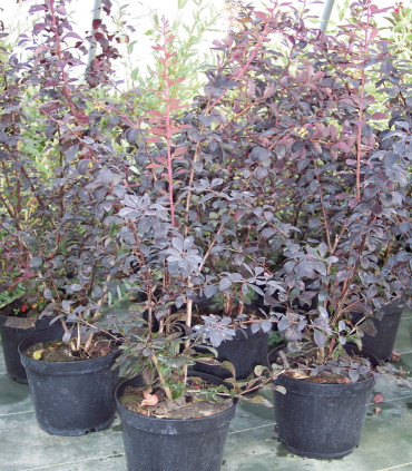 Berberis Ottawensis Auricoma