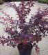 Berberis Ottawensis Auricoma