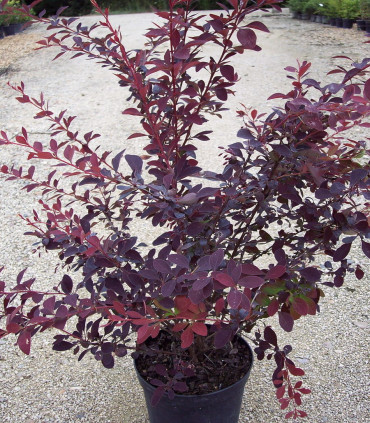 Berberis Ottawensis Auricoma