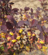 Berberis Ottawensis Auricoma