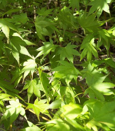 Acer Palmatum / Erable Palmatum Vert