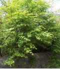 Acer Palmatum / Erable Palmatum Vert