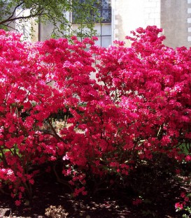 Azalea Japonica Rouge / Azalée Du Japon Rouge