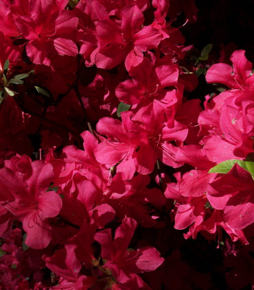 Azalea Japonica Rouge / Azalée Du Japon Rouge