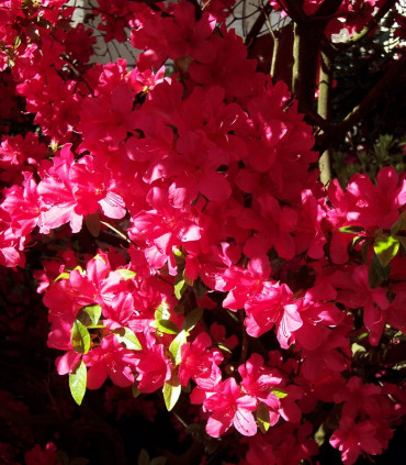 Azalea Japonica Rouge / Azalée Du Japon Rouge