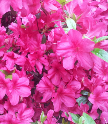 Azalea Japonica Rose / Azalée Du Japon Rose