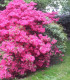 Azalea Japonica Rose / Azalée Du Japon Rose