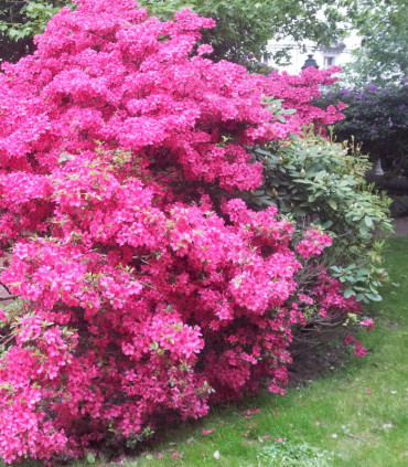 Azalea Japonica Rose / Azalée Du Japon Rose