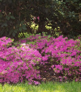 Azalea Japonica Violet / Azalée Du Japon Violet