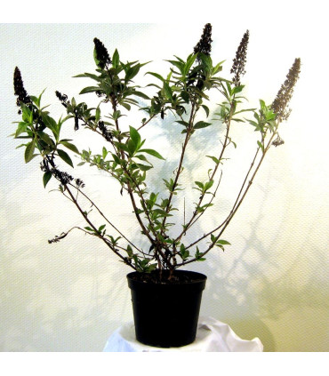BUDDLEJA davidii White Profusion / ARBRE A PAPILLONS WHITE PROFUSION