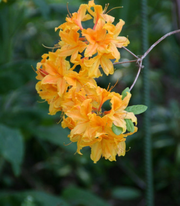 Azalea Mollis Jaune / Azalée de Chine Jaune