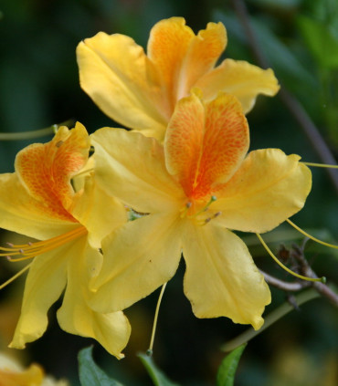 Azalea Mollis Jaune / Azalée de Chine Jaune