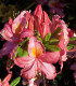 Azalea Mollis Orange / Azalée de Chine Orange