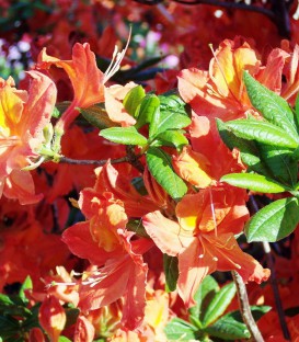 Azalea Mollis Orange / Azalée de Chine Orange