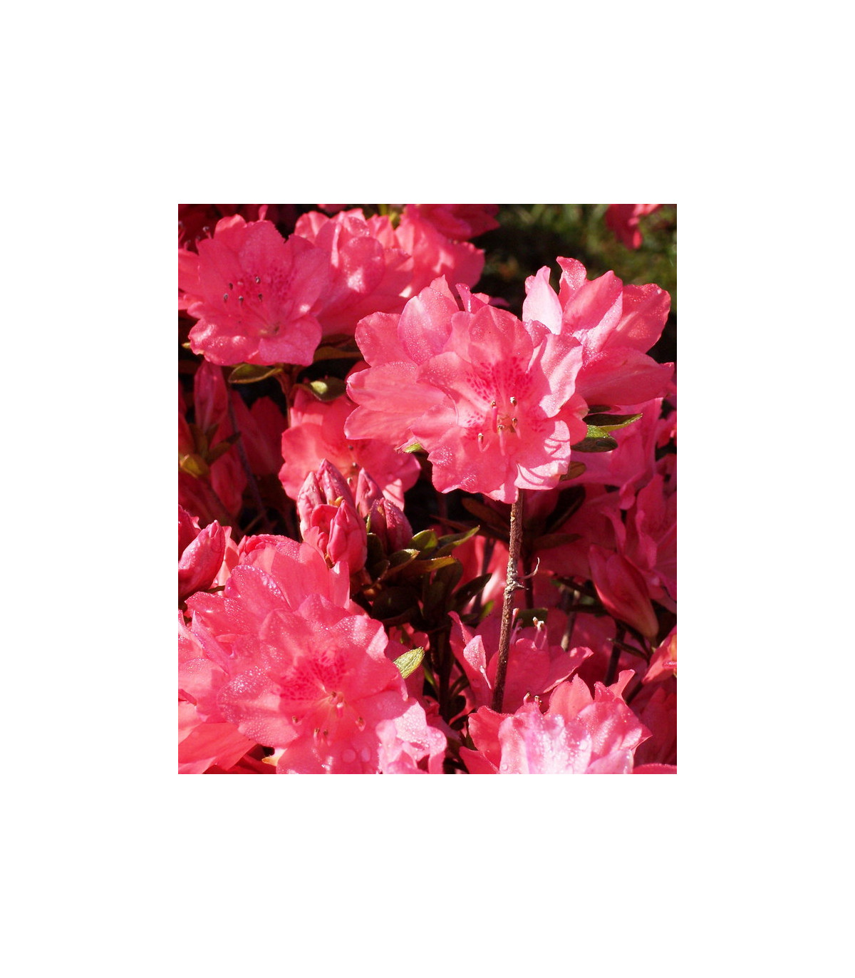 AZALEA mollis rose / AZALEE DE CHINE ROSE