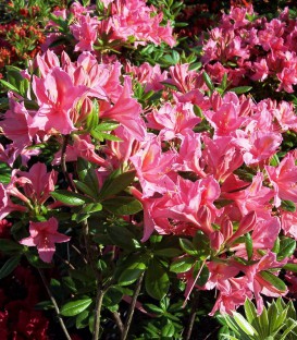 Azalea Mollis Rose / Azalée de Chine Rose