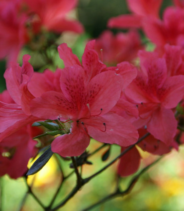 Azalea Mollis Rouge / Azalée de Chine Rouge