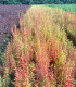 Berberis Vulgare / Epine Vinette